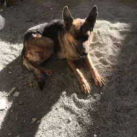 ژرمن|سگ|ملارد, |دیوار