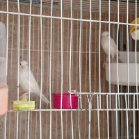 قناری جفت نر وماده سفید ولیمویی