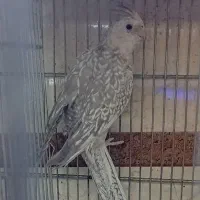عروس هلندی نر و ماده