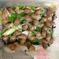 حلزون طبی|خزنده|مشهد, نکاح|دیوار