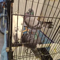 کفتر ماده|پرنده|قم, چهار مردان|دیوار