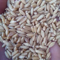گندم سرداری بوجاری شده درجه 1بزری|خوردنی و آشامیدنی|سنندج, |دیوار