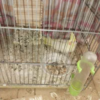 عروس هلندی نر