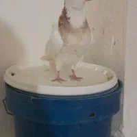 جوانه نر اجری