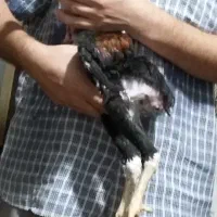 جوجه خروس لاری اصیل ( عکسها قدیمی هستن )|حیوانات مزرعه|ساری, |دیوار