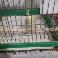 یک جفت عروس هلندی باقفس