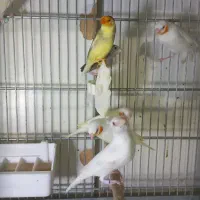 فنچ گلوبریده