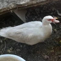 اردک روسی|حیوانات مزرعه|خرمشهر, |دیوار