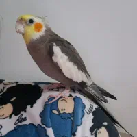 عروس هلندی|پرنده|تهران, شهرک شریفی|دیوار