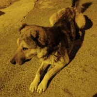 سگ گم شده در فیروزکوه