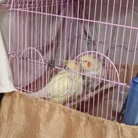 جفت لوتینو مولد