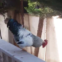 خروس سالم و سرحال