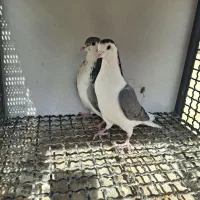 یک جفت کفتر دولا نر وماده