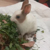 بچه‌خرگوش‌|موش و خرگوش|مشهد, کلاته برفی|دیوار