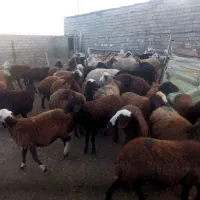 گوسفند و بره نر و ماده|حیوانات مزرعه|اردبیل, |دیوار