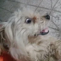 سگ نر