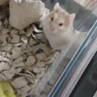 همستر دستی|موش و خرگوش|لنجان, |دیوار