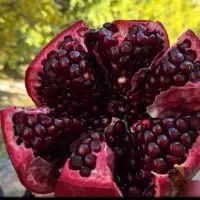 انار محمود اباد فیروزکوه