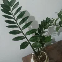 گل طبیعی