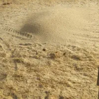 کاه گندم