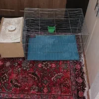 دو عددقفس عروس هلندی مرغ عشق