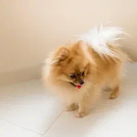 یک جفت توله ریز|سگ|مشهد, باغون آباد|دیوار