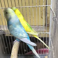 مرغ عشق انگلیسی گریدaو کوتوله مارال|پرنده|تهران, لویزان|دیوار