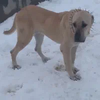 توله ماده سرابی خوشگل ۲۵ملیون