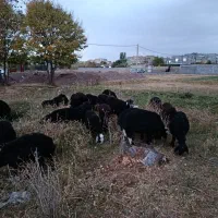 بره ماده ونر قره قزل اصل