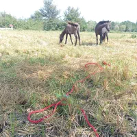 مادیان وکره|اسب و تجهیزات اسبسواری|شاندرمن, |دیوار