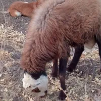 گوسفند|حیوانات مزرعه|بردسکن, |دیوار