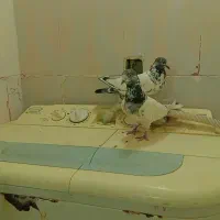 پنج جفت کله ای