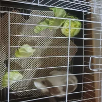 درود فروش خرگوش خیلی باحال با قفسه