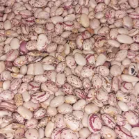 لوبیا چیتی کوهرنگ تمیزوتازه وزودپز.|خوردنی و آشامیدنی|اهواز, کوی آغاجاری|دیوار
