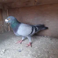 کبوتر نر بغدادی|پرنده|نکا, |دیوار