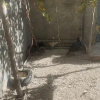 فروش مرغ و خروس