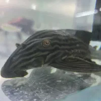 ماهی کت رویال L27D