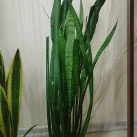 گل طبیعی