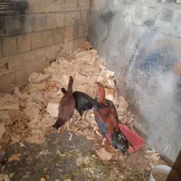 مرغ و خروس لاری اصیل