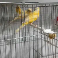 فروش‌جوجه‌قناری۶و۷‌ماهه‌سالم‌وسرحال