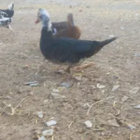 مرغ خروس جوجه گلین اردک روسی|حیوانات مزرعه|شیراز, گویم|دیوار