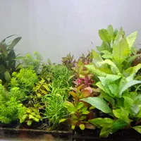 آکواریوم رومیزی/پمپ هوا/واترپمپ آبنما/خوراک ماهی|ماهی|شیراز, اصلاحنژاد|دیوار