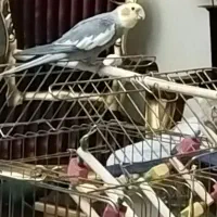 عروس هلندی نر خیلی خوب سرحال آواز خان|پرنده|هشتگرد, شهرک بوستان|دیوار