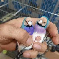فنچ گلدین نر|پرنده|کرج, رجب‌آباد|دیوار