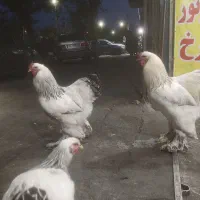 تخم مرغ نطفه دار برهما اصیل