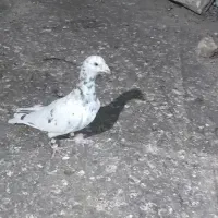 سار بدون بام|پرنده|تربت‌حیدریه, چهارراه خواف|دیوار