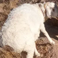 بره نره چاق