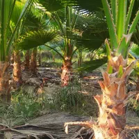 پالم واشنگتن