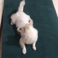 فروش|سگ|رفسنجان, |دیوار