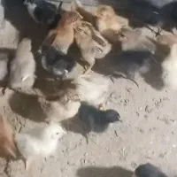 جوجه بقلمو و جوجه مرغ محلی|حیوانات مزرعه|داراب, |دیوار